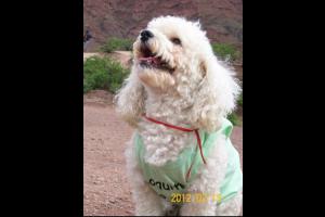 Miniatura publicación